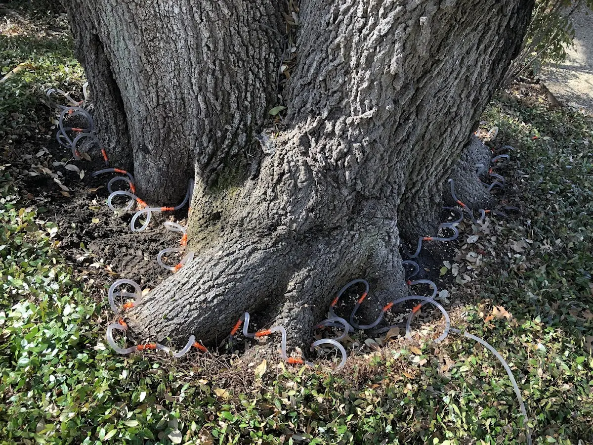 Detailed Tree Cabling and Bracing job site in Isanti