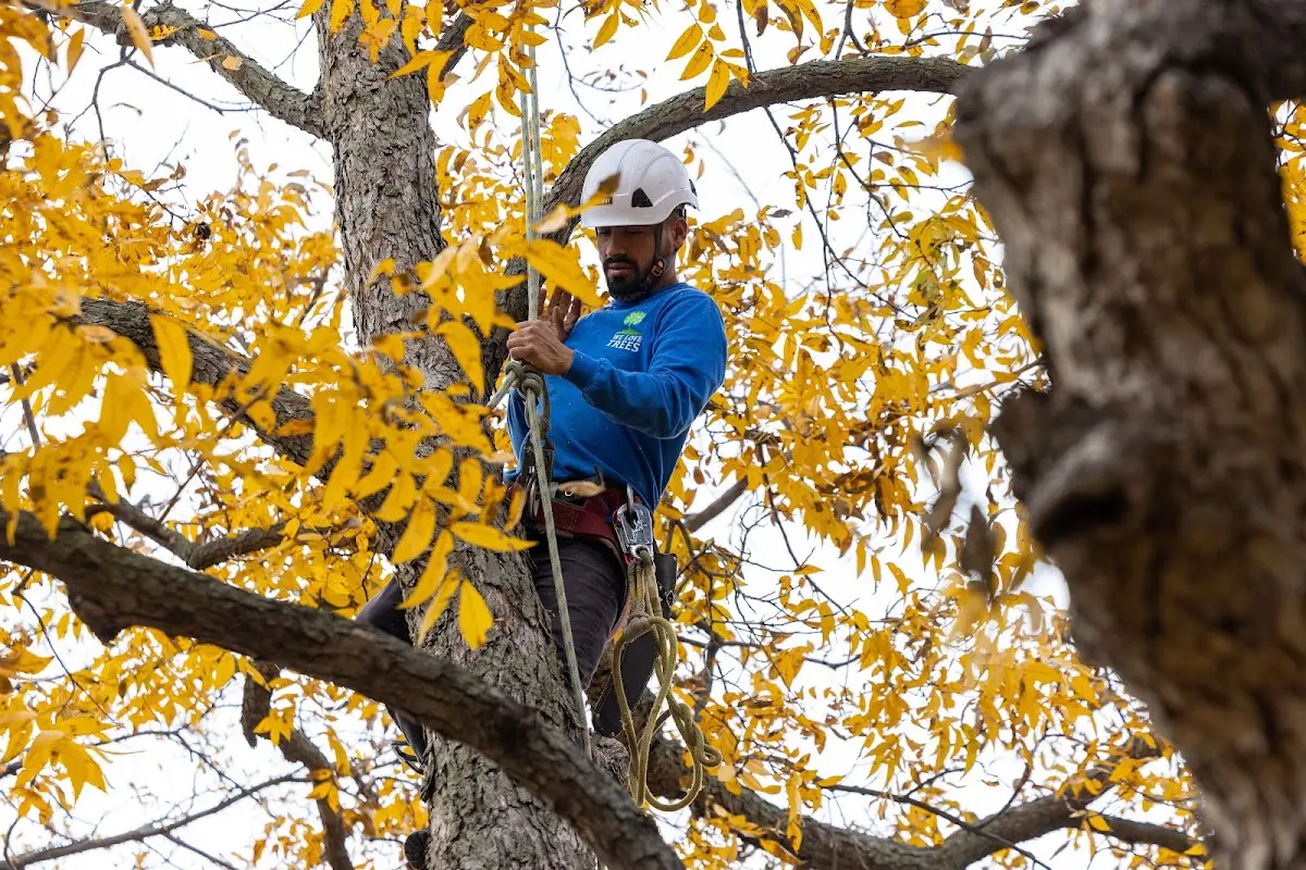 Skilled Storm Damage Cleanup crew working in Isanti
