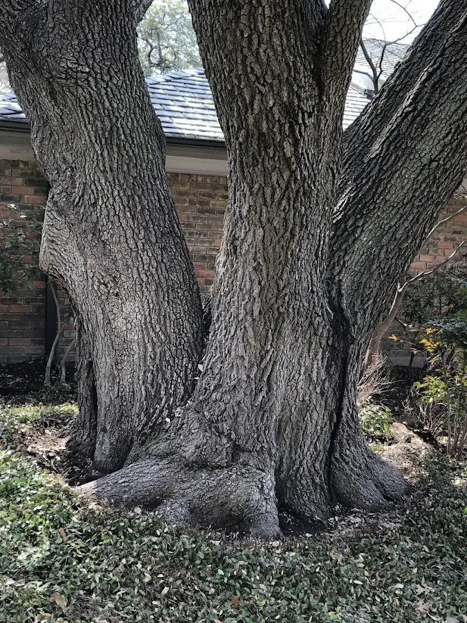 Mature heritage tree close to a Isanti property cared for by certified arborists